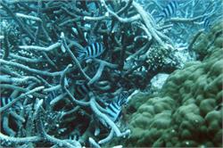 01531_Great Barrier Reef